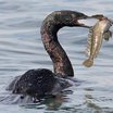 Pelagic Cormorant